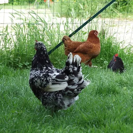 Le Saule Argente Semesterbostad La Villeneuve-au-Châtelot
