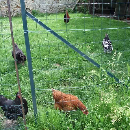 Le Saule Argente *