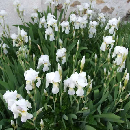 Semesterbostad Le Saule Argente