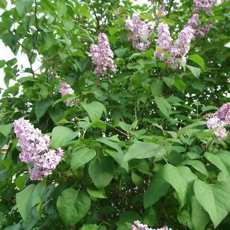 Semesterbostad Le Saule Argente